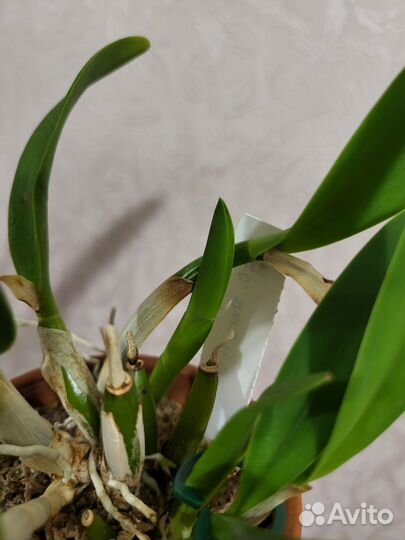 Продам мини орхидею (cattleya)