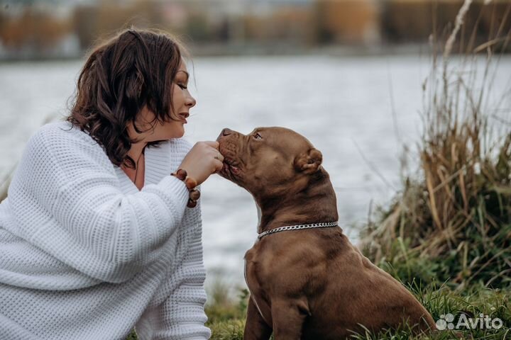 Американский булли вязка