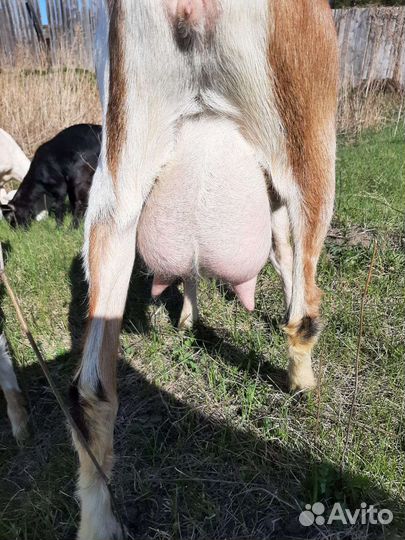 Коза дойная