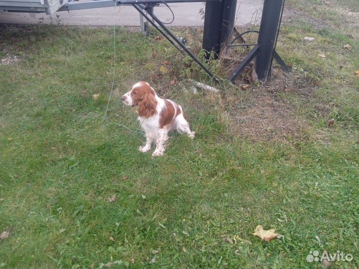Кокер спаниель