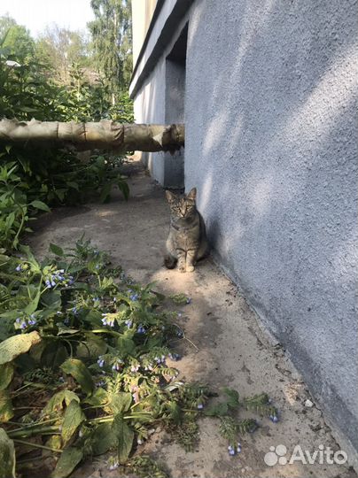 Кошечка в добрые руки