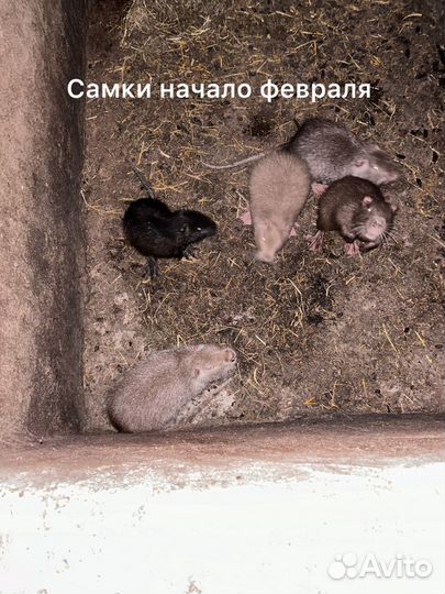 Нутрии живым весом
