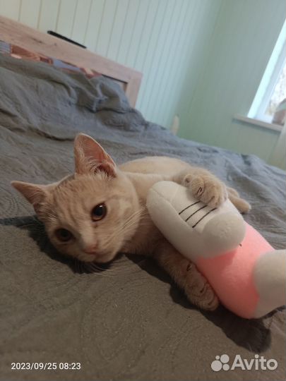 Милый котенок