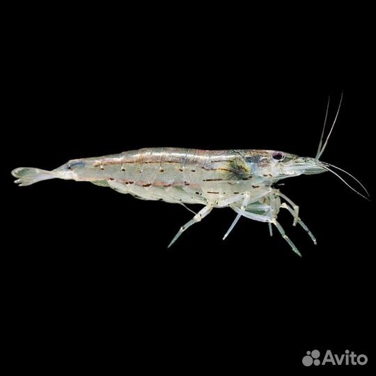 Креветки амано,гуппи