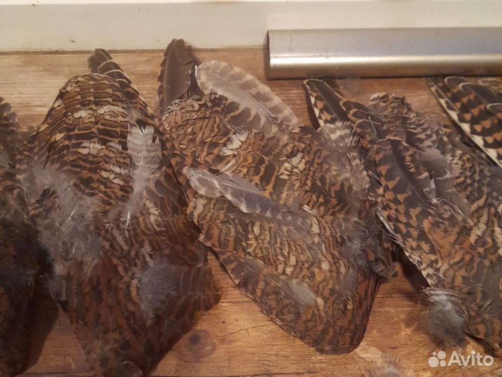 Крыло вальдшнепа