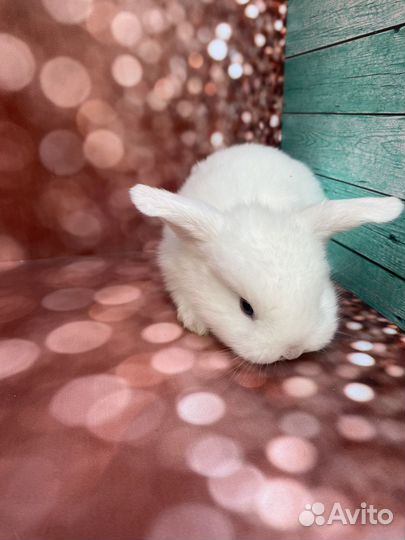 Мини крольчата