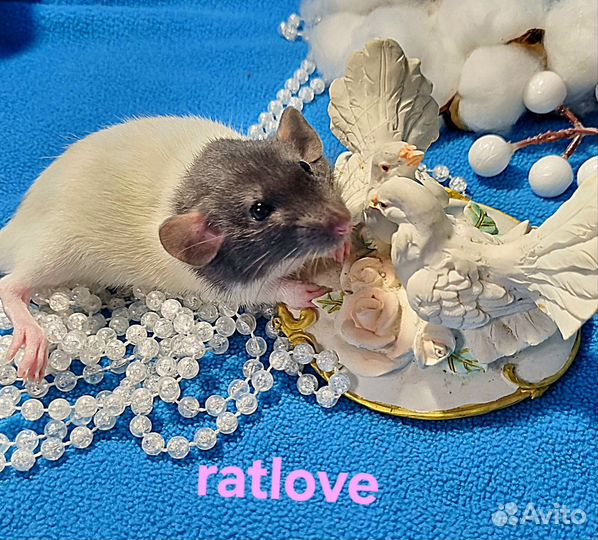 Крысята крысы дамбо