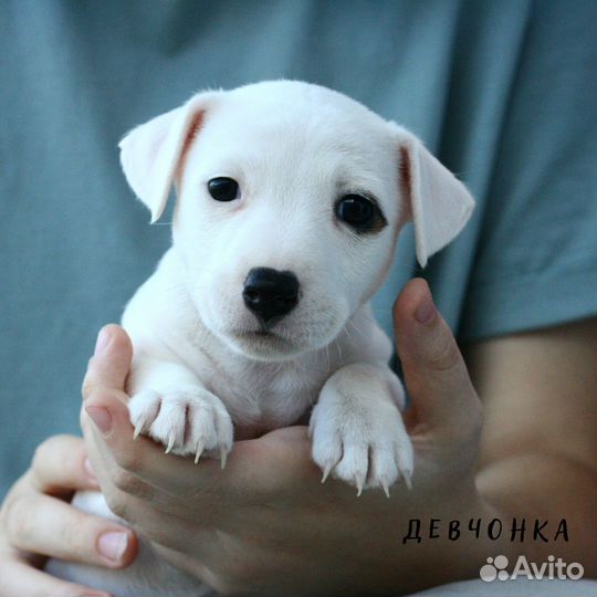 Щенки джек Рассел терьер
