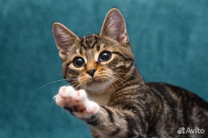Мраморного окраса, котёнок тигрёнок в добрые руки