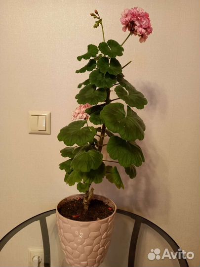 Герань пеларгония