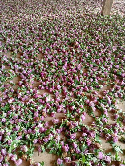 Цветы Клевера