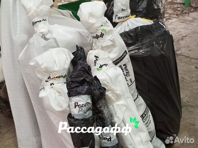 Саженцы малины. Зимостойкие сорта