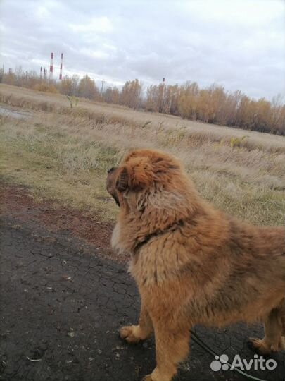 Пух, шерсть тибетского мастифа