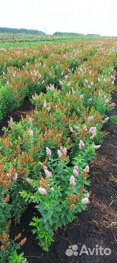 Спирея Билларда