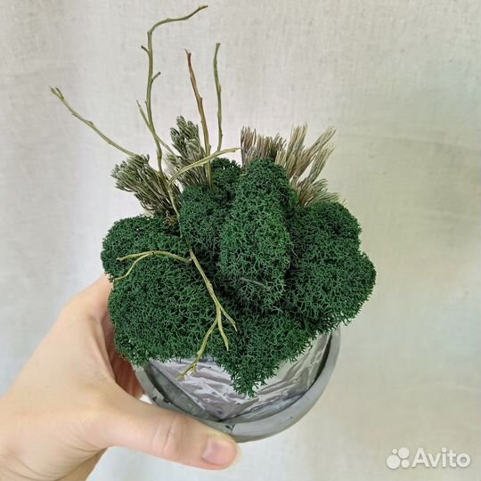 Стабилизированный мох. Панно из мха