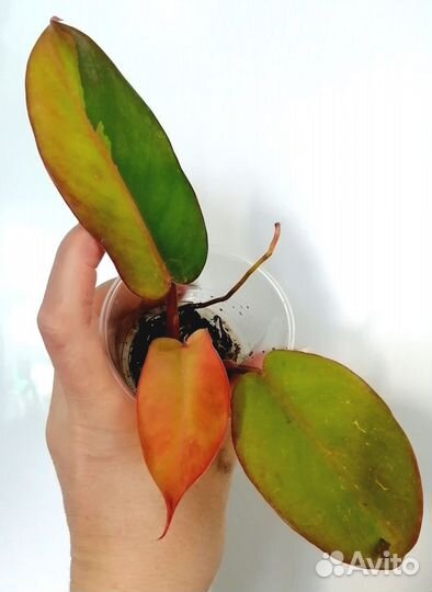 Комнатные цветы