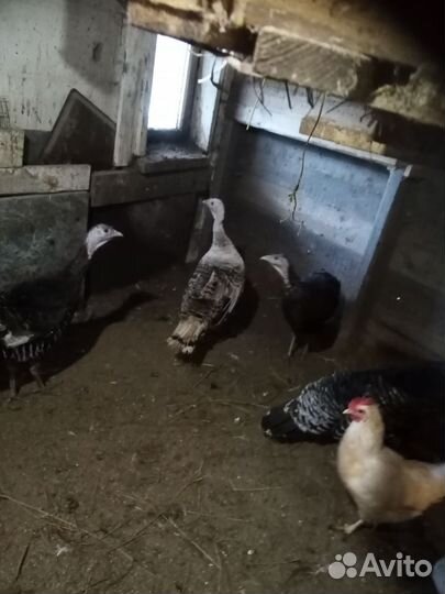 Семья индюков