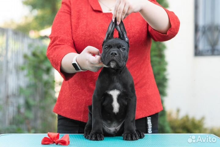 Щенки кане Корсо