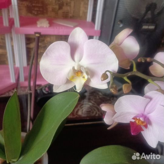 Дендробиум, фаленопсис