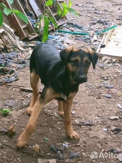 Крупные щенки подростки в дом