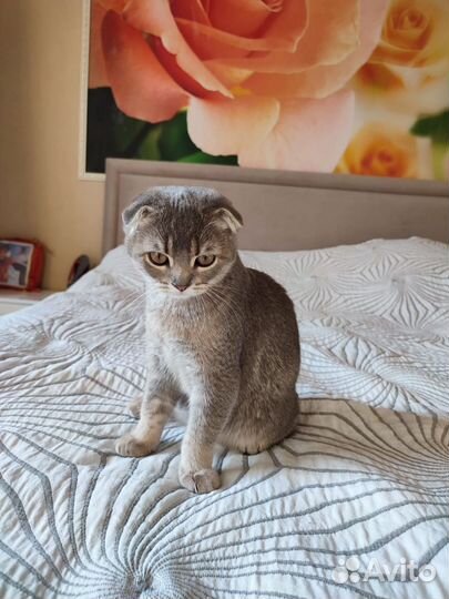 Шотландская