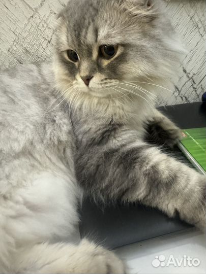 Шотландская вислоухая кошка бесплатно