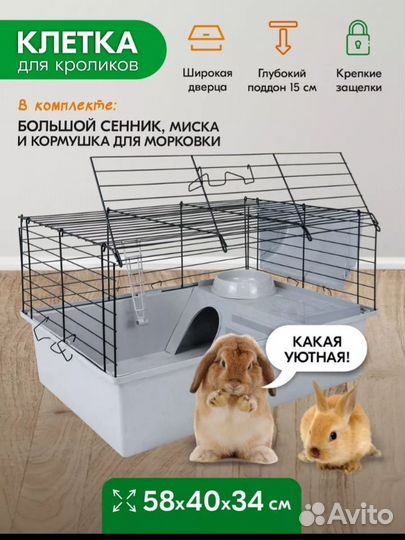 Морские свинки