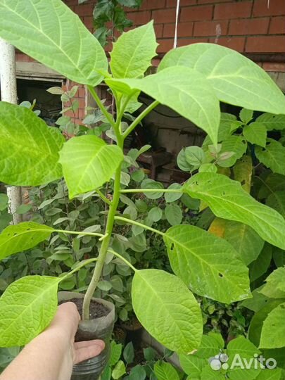 Бругмансия