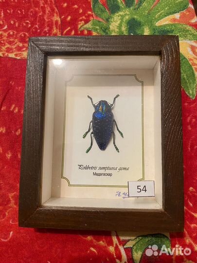 Насекомые жуки бабочки в коробках часть 2