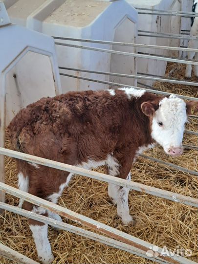 Телята бычки