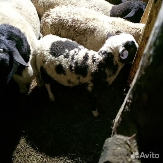 Ярки бараны дорпер