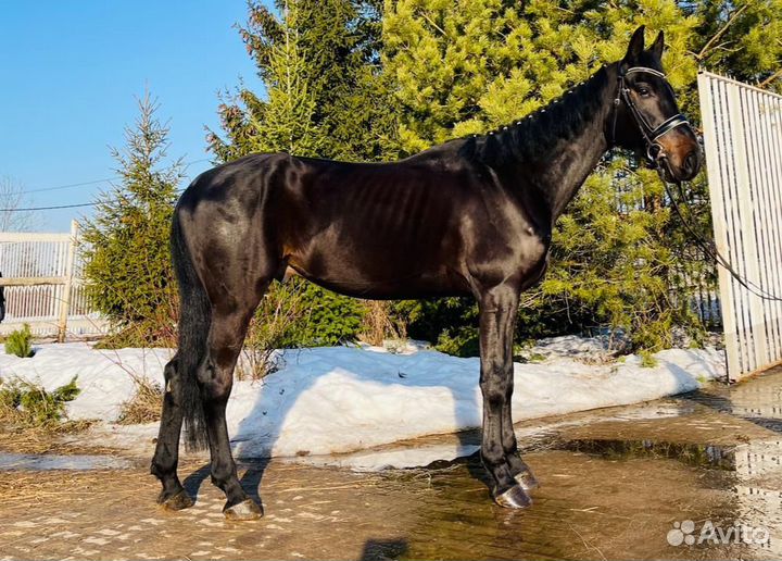 Красивый высокий мерин и пони