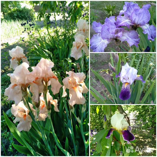 Ирис, дороникум, флокс, хризантема