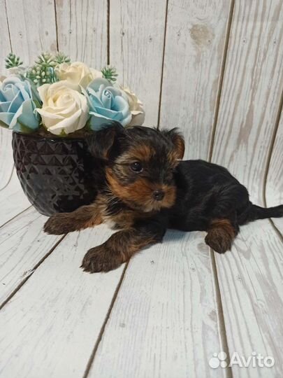 Йоркширский терьер щенки девочки