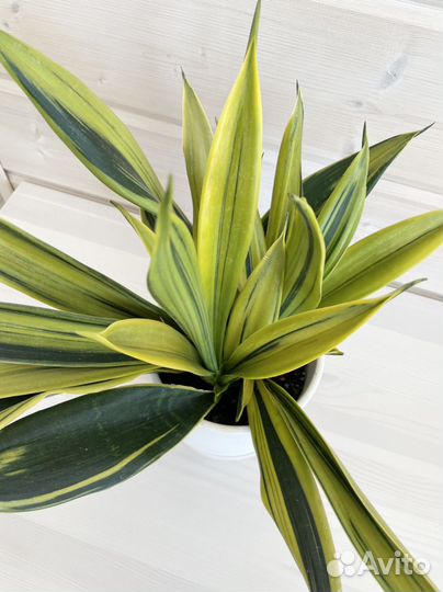 Сансевиерия Голден флейм