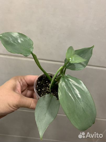 Филодендрон хастатум сильвер. Комнатные растения