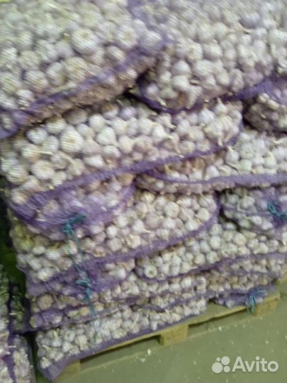 Чеснок на посадку Оптом