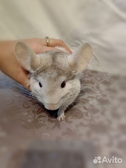 Шиншилла