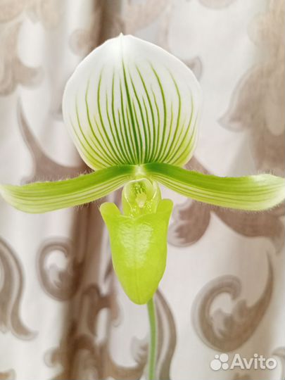 Орхидея венерин башмачок
