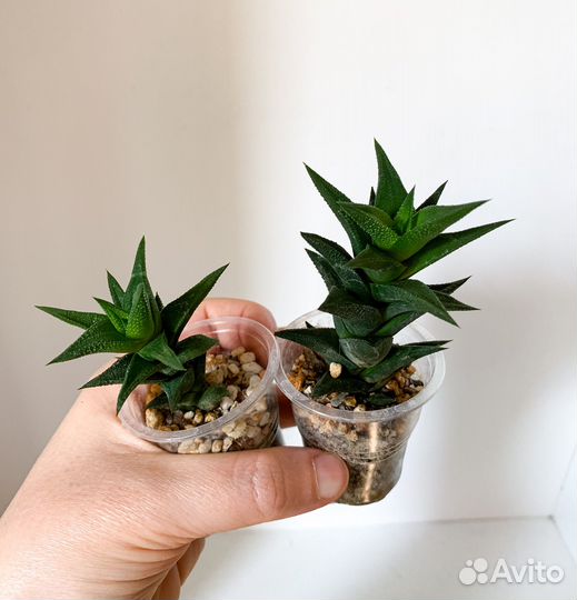 Суккуленты ч.1