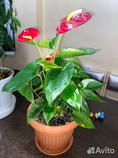 Антуриум Андре