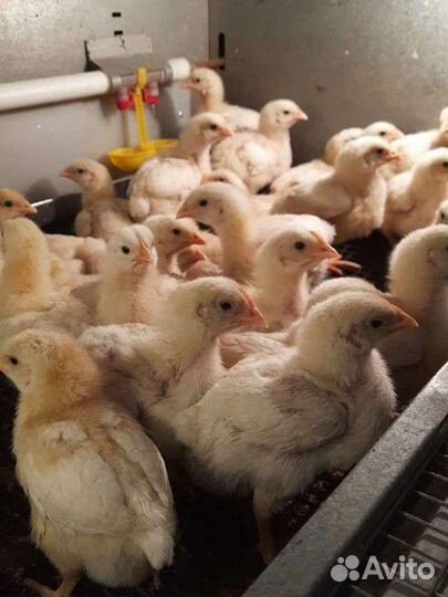 Яйцо и цыплята бройлера Кобб 500