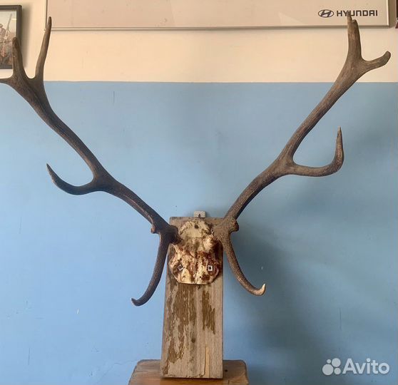 Большие Рога оленя