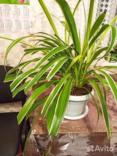 Хлорофитум