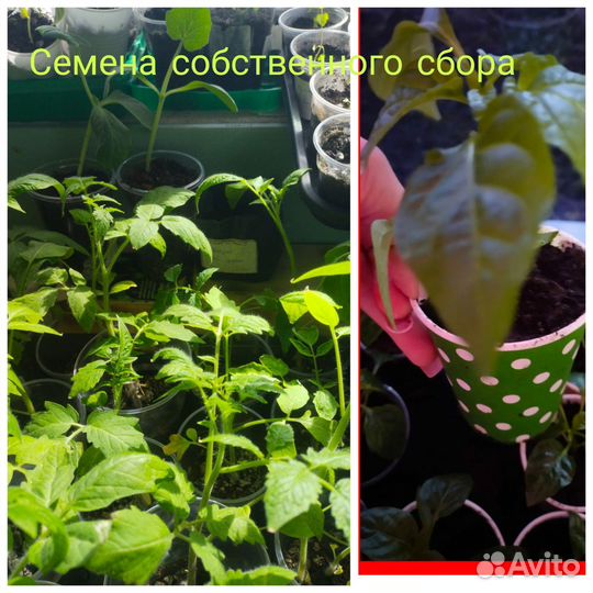 Семена помидор