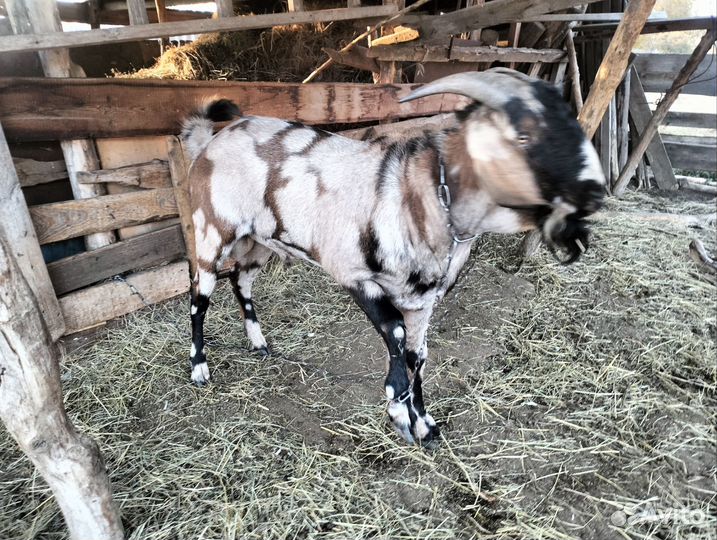 Англо нубийский козел