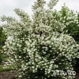 Земляничный жасмин взрослые кусты