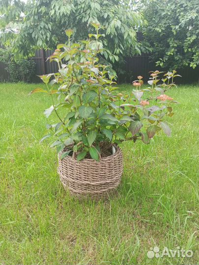 Кашпо для цветов