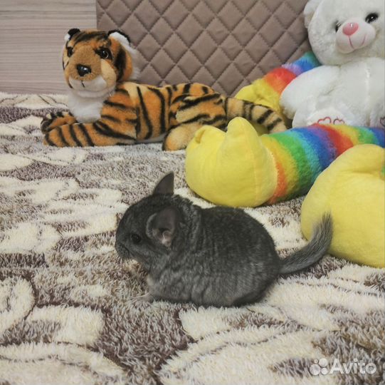 Шиншилла