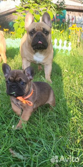 Чудесные французики